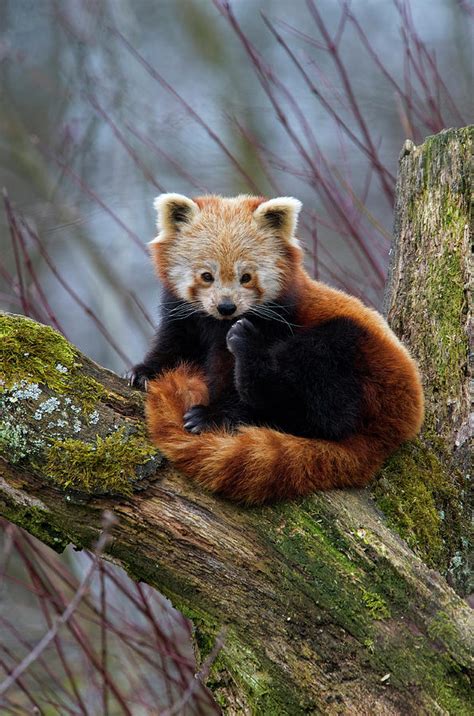 Red Panda Ailurus Fulgens Photograph By Andres Morya Hinojosa Fine