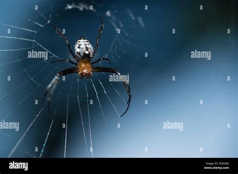 Long Jawed Orb Weaving Spider Hi Res Stock Photography And Images Alamy