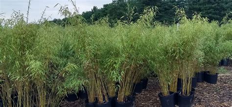 Clumping Bamboo Nj Bamboo Landscaping