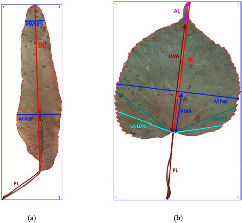 Dendrological Secrets of the Pazaislis Monastery in Central Lithuania