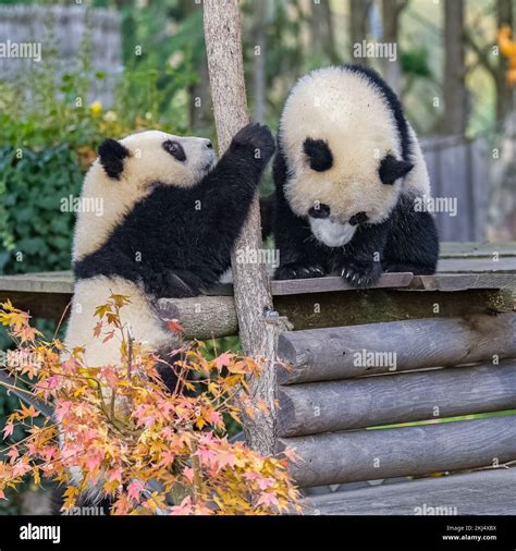 Giant Pandas Bear Pandas Two Babies Playing Together Outdoors Stock