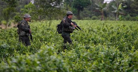 Colombia registra cifra récord de cultivos de coca