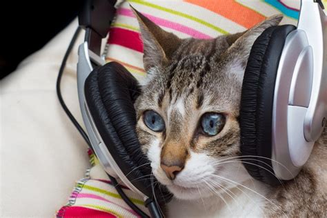 Why Do Some Cats Love Music Petsoid