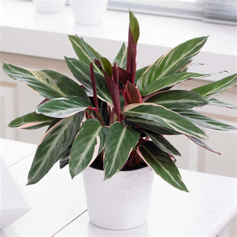 Calathea Stromanthe Triostar Indoor Tropical Plant 40 50cm Potted