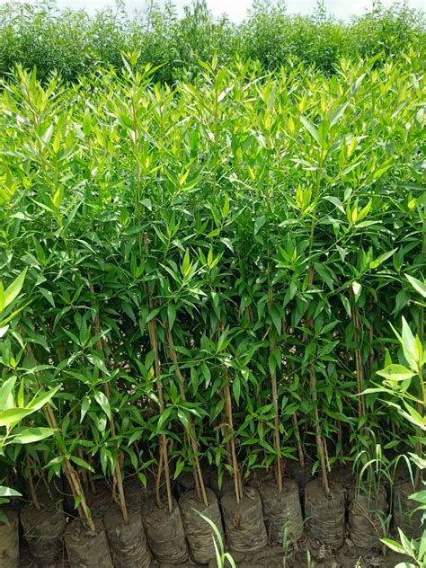 Conocarpus Plant at ₹ 20/piece | Outdoor Plant in Rajahmundry | ID ...