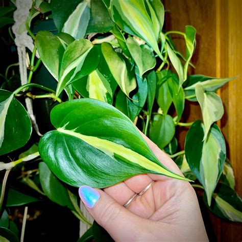 Philodendron Silver Stripe Rare Hard To Find Cuttings In Several Sizes