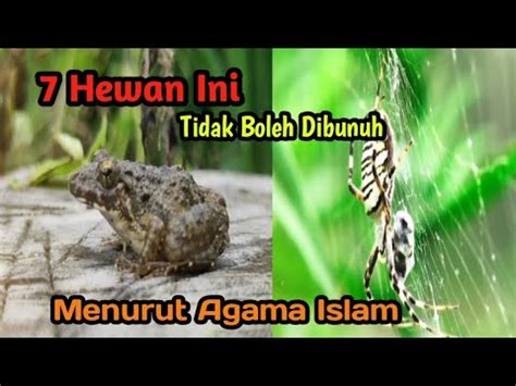 7 Hewan Ini Tidak Boleh Dibunuh Dalam Islam YouTube