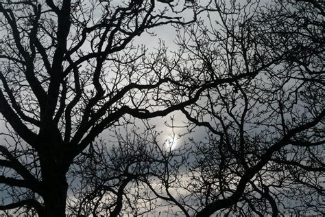 Bildet Tre Natur Gren Blomstre Sn Vinter Svart Og Hvit Anlegg