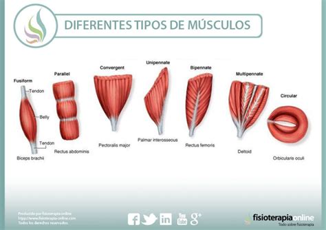 Músculos del Cuerpo Humano Grupos Tipos y Funciones Hot Sex Picture