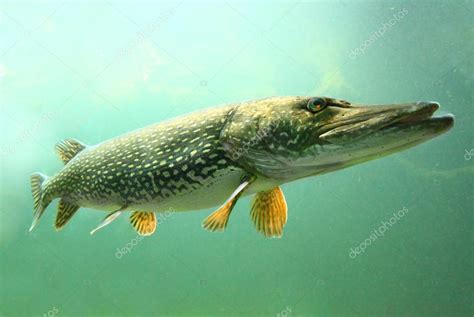 Big Pike (Esox Lucius). Stock Photo by ©vladvitek 12711434