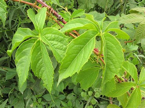 Virginia Creeper Parthenocissus Quinquefolia Is A Deciduous Woody