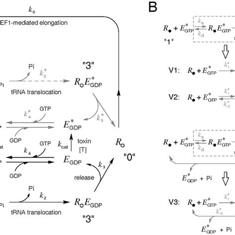 Schematics For The Polypeptide Chain Elongation Cycle A The Ribosome