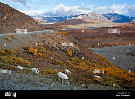 Dall Sheep Denali National Park Alaska Usa Stock Photo Alamy