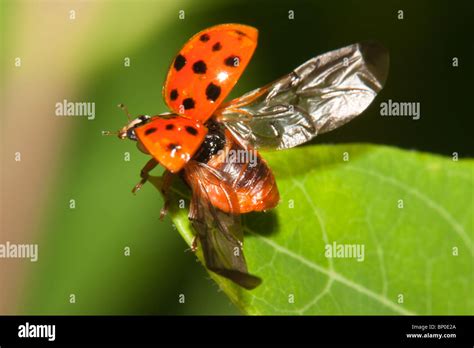 Flying Beetles Hi Res Stock Photography And Images Alamy