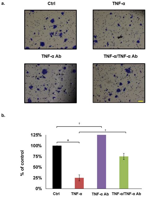 Cimb Free Full Text Infliximab Inhibits Colitis Associated Cancer