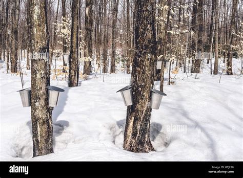 Traditional Maple Syrup Production In Quebec Metal Buckets On Trees