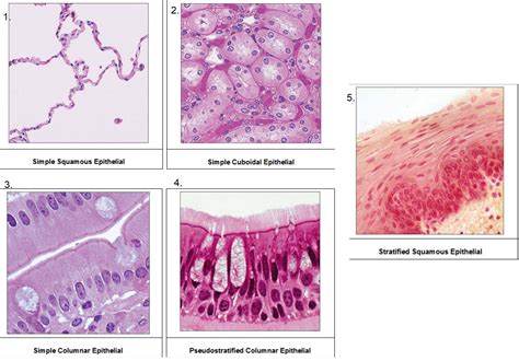 Solved Observe Each Epithelial Tissue Image Carefully For Each Slide Course Hero