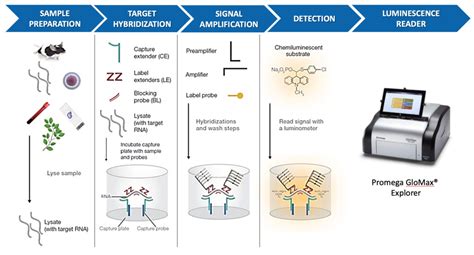 Molecular Assays Cellomatics Biosciences