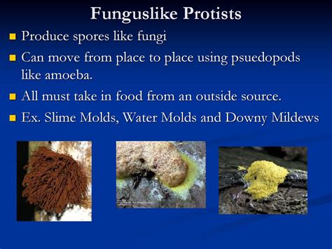 Protists And Fungi Ppt Download