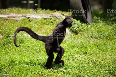 Monkey Walking Upright Stock Photo - Download Image Now - 2015, Africa, Agricultural Field - iStock