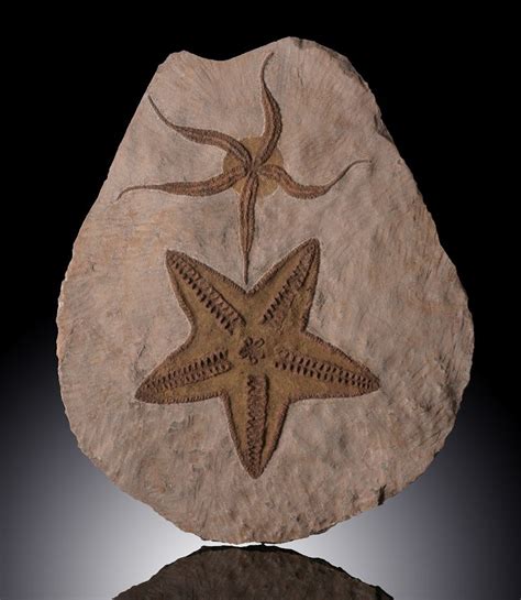 Asteroidea Fossils