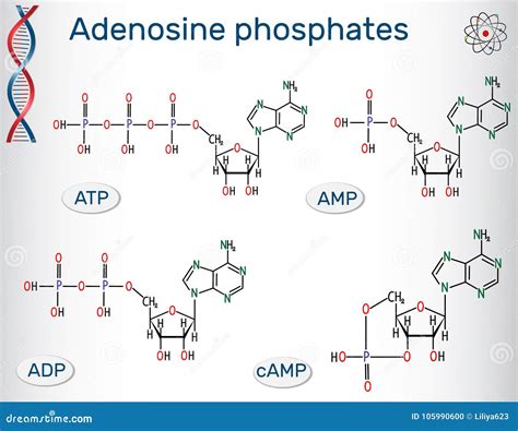 Chemical Structural Formulas Adenosine Phosphates Nucleotides Stock