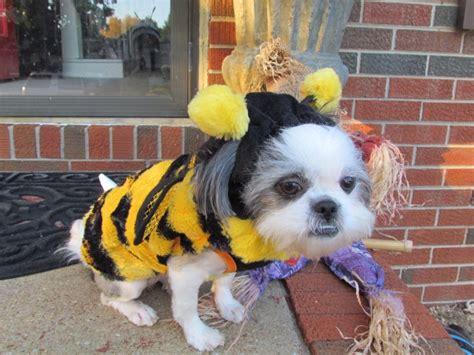 Shih Tzu Puppy Dressed Up As Bumblebee Halloween Dog Photo Gracie