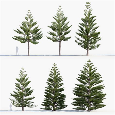 Araucaria Heterophylla Norfolk Lsland Pine Free 3d Model For Design