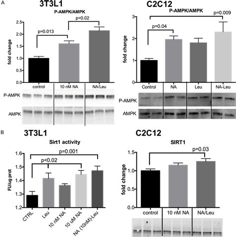 Figure 1 From Leucine Nicotinic Acid Synergy Stimulates Ampk Sirt1 Signaling And Regulates Lipid