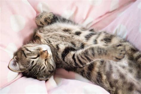 8 Most Common Cat Sleeping Positions And Meaning All About Cats