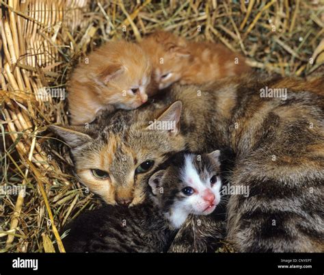 Domestic Cat House Cat Felis Silvestris F Catus With Kittens In