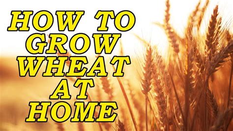 How To Grow Wheat At Home Easy Fast And Simple How To Grow Crops Youtube