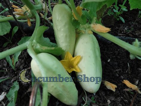 Salt And Pepper Cucumber Cucumber Shop