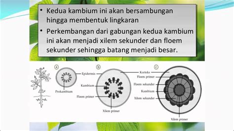 Jaringan Pengangkut Floem Youtube