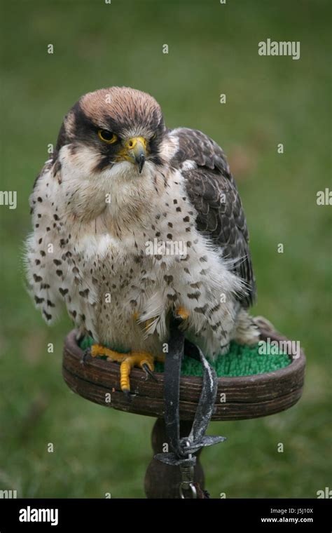 Animal Bird Animals Birds Falcon Raptor Birds Of Prey Feathering