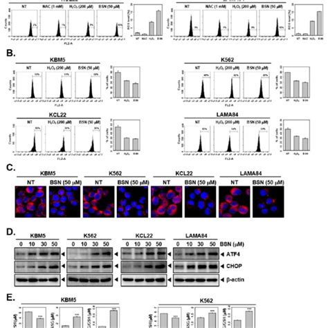 Bsn Induces Er Stress In Cml Cells A Kbm K Kcl And Lama