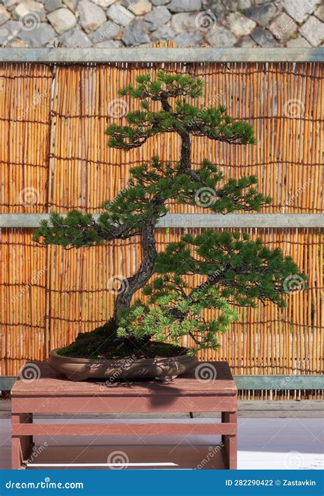 Five Needle Pine Bonsai Tree At Nagoya Castle Bonsai Show Nagoya