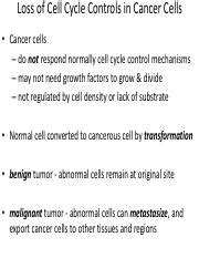 Understanding Loss Of Cell Cycle Controls In Cancer Cells Course Hero