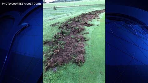 Feral Hogs Destroying North Texas Golf Course – NBC 5 Dallas-Fort Worth