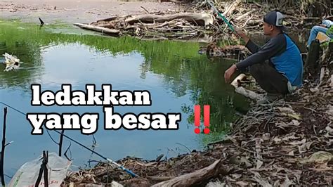 Mancing Bareng Bocil Di Spot Handalan Rawa Joran Guppy Bergetar