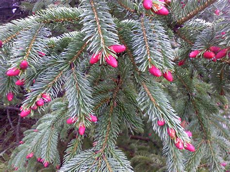 White Spruce Cones