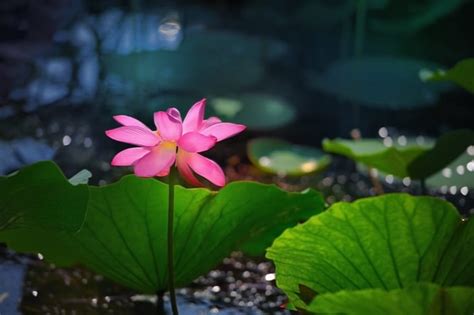 Lotus Flower Meanings And Symbolism Planting Care And Uses