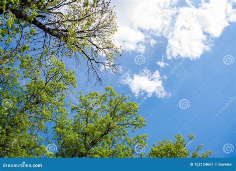 Crowns Of Trees And Sky With A Light Cloud Stock Image Image Of Light