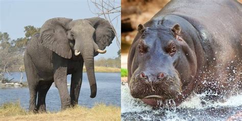 Elephant Vs Rhino Vs Hippo