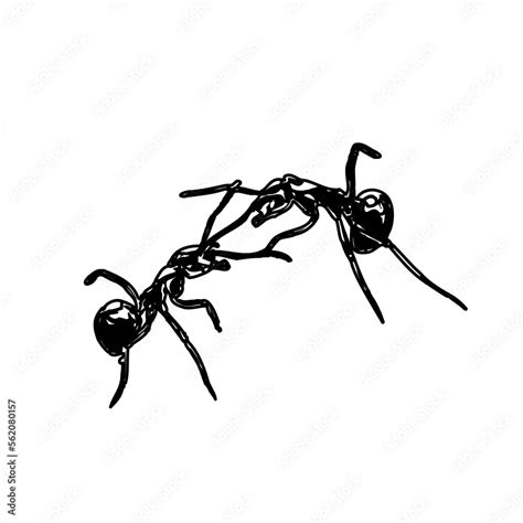 black and white sketch of an ant with a transparent background Stock Illustration | Adobe Stock