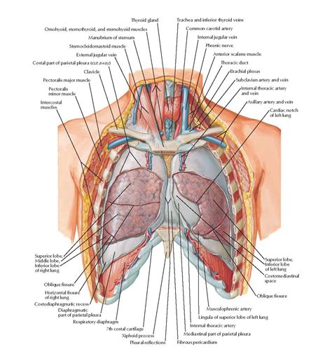 Lungs in Situ: Anterior View Anatomy - pediagenosis