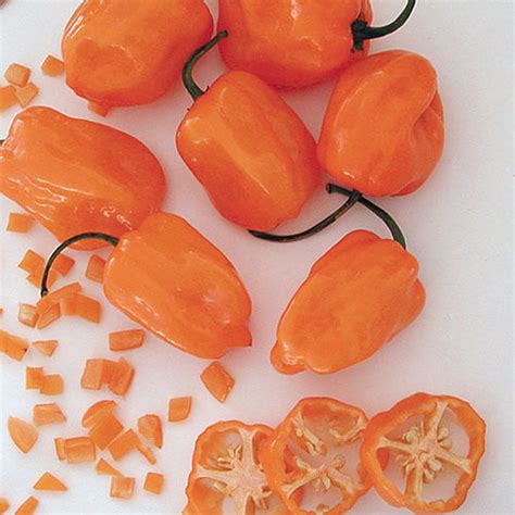 Orange Habanero Pepper Seeds