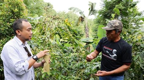 GMP Berikan Bibit Dan Alat Pertanian Ke Petani Kopi Di Kawasan Gunung