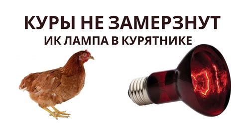 Инфракрасная лампа как дополнительное тепло в курятнике и утятнике ...
