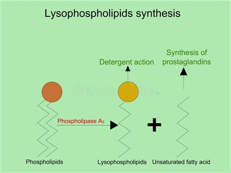 Scheme Of Lysophospholipids Synthesis Stock Vector Illustration Of